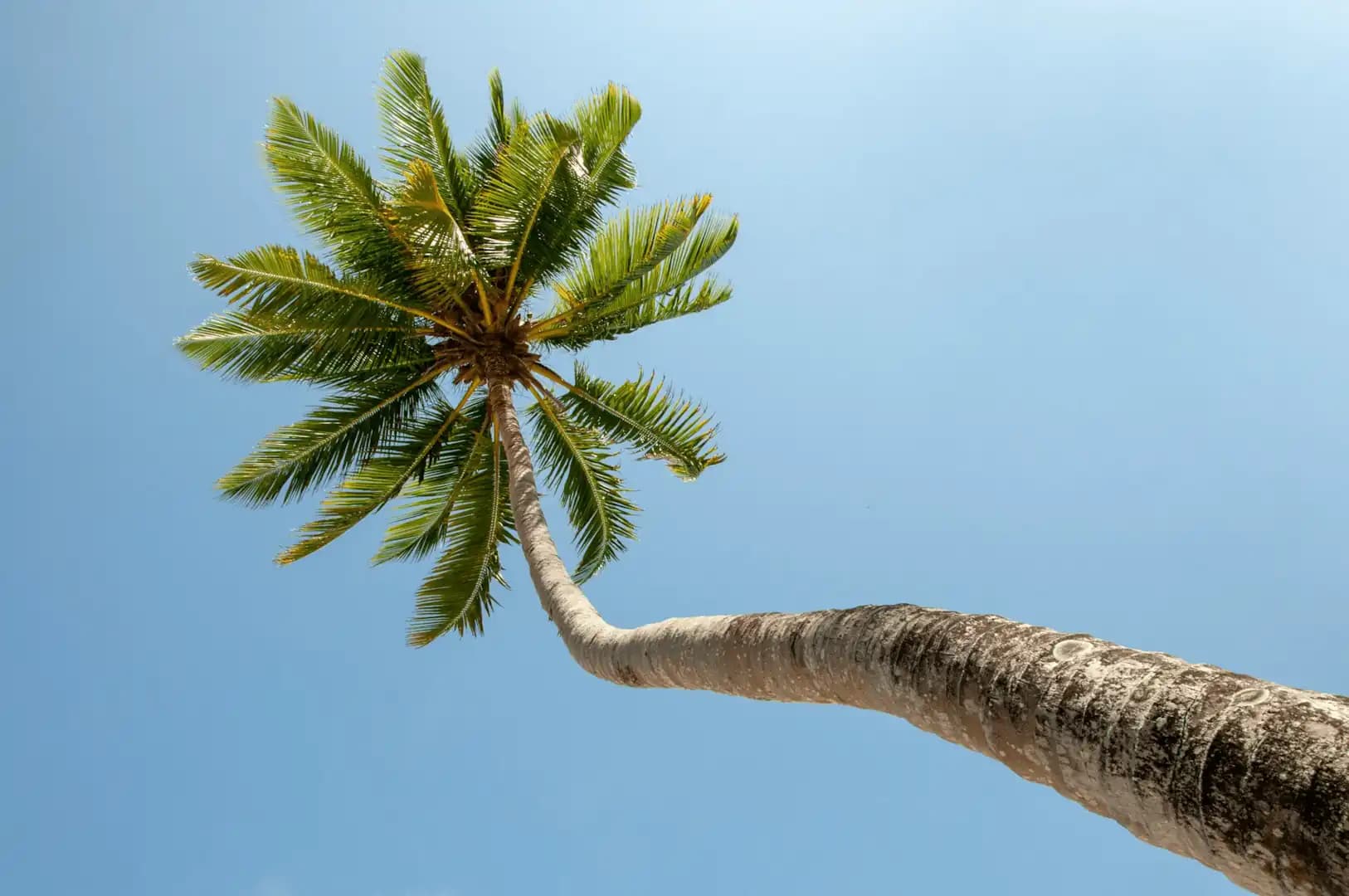 Green palm tree under blue sky during daytime - Photo by Amd Creation on Unsplash